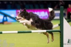 Jo and Pip - Novice Cup 2015