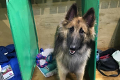 Luna at Crufts 2018