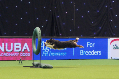 Jo and Pip - Novice Agility Finals at Crufts 2015