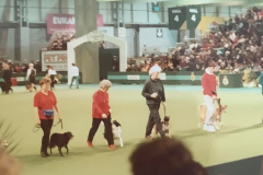 Good Citizens Demo at Crufts, 1993
