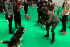 Sonic being interviewed at Crufts 2020