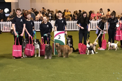Junior Team - 2nd at Crufts 2017