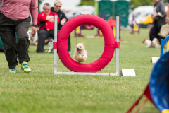 Pixel - Beginners Agility 2017
