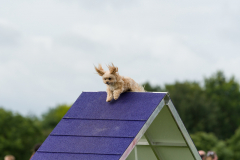 Pixel - Beginners Agility 2017
