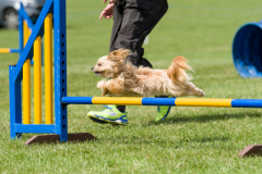 Pixel - Beginners Steeplechase 2017
