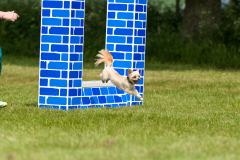 Pixel - Novice Agility 2018