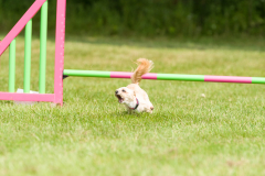 Pixel - Shouting his way around Novice Agility 2018
