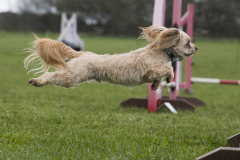 Pixel - There's a jump there somewhere!
