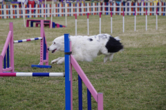 Jo and Bella - Rescue League Finals 2015