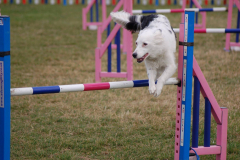Jo and Bella - Rescue League Finals 2015