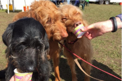Doggie Ice Cream
