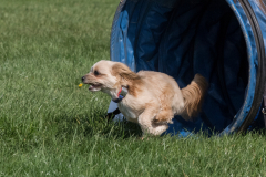Jo and Pixel - Steeplechase